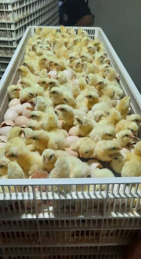 Day-Old Chicks