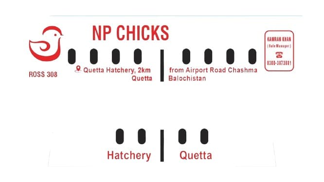 NP Chicks (Nasir Poultry)
