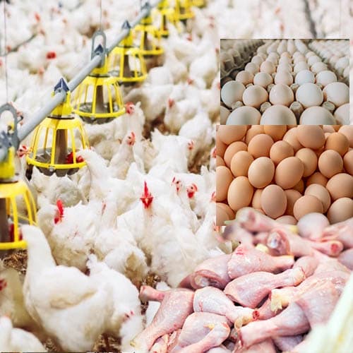 Poultry Products