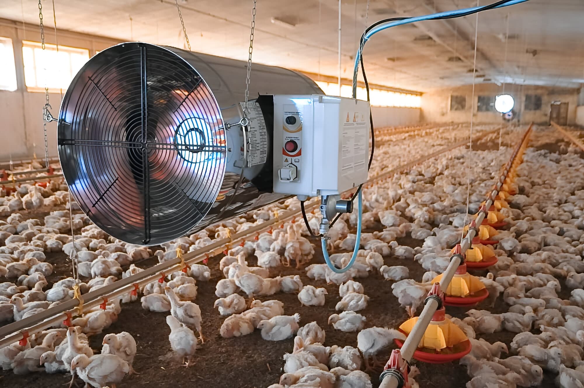 Poultry shed - Modern facilities
